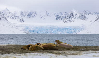 Group of Walrus (odobenus rosmarus) in front of a blue ice glacier in an arctic bay of Svalbard,...