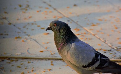 Pigeon on the ground with bright colors on the neck