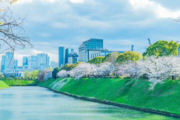 東京都 千鳥ヶ淵の桜