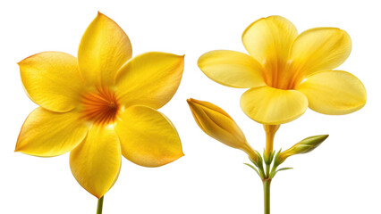Allamanda Cathartica Flower and Golden Trumpet Flower on transparent background