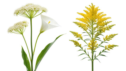 Laceleaf Flower and Goldenrod Flower on transparent background 