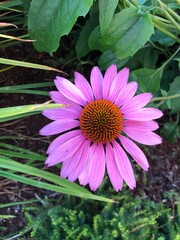 Fototapeta premium Eucalyptus Flower in the River District – Soft Botanical Scene in South Vancouver