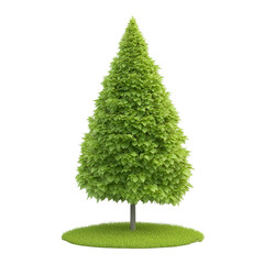 Isolated green tree with a conical shape, standing on a grassy base