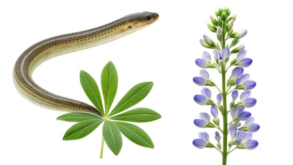  Eel animal and False indigo flower isolated on transparent