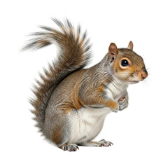 Obraz premium A charming gray squirrel with a fluffy tail stands upright, looking attentively to the right. Its soft fur and expressive eyes are clearly visible, perfect for nature or wildlife designs.