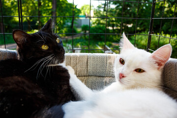 Two young cats of different colors are relaxing on a cat balcony