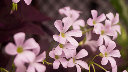 A photograph of Oxalis triangularis flowers or commonly called as false shamrock. Taken from Las Pinas, NCR, Philippines.