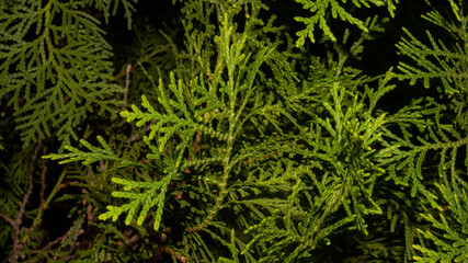 A photograph of Hinoki cypress leaves. Taken from Las Pinas, NCR, Philippines.