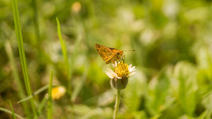 A photograph of Potanthus omaha butterfly. Taken from Las Pinas, NCR, Philippines.