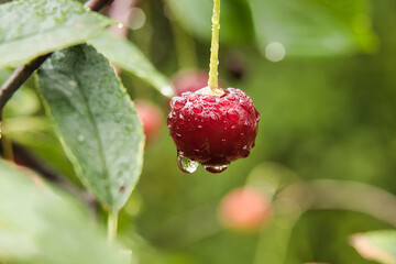 A vibrant red cherry, covered in glistening water droplets, hanging from a branch.