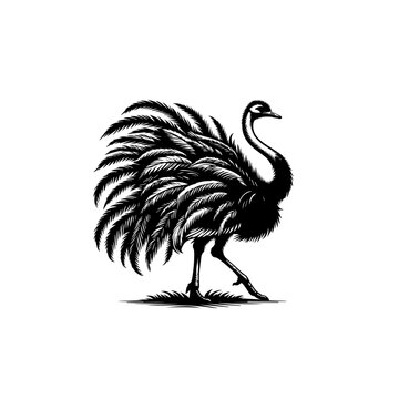 Stylized Black and White Ostrich Illustration.