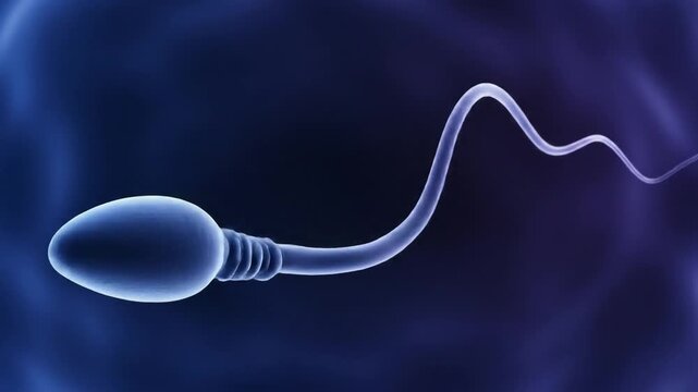 Sperm Cell in Detail: A close-up examination of a sperm cell, a vital element in the human reproductive system.