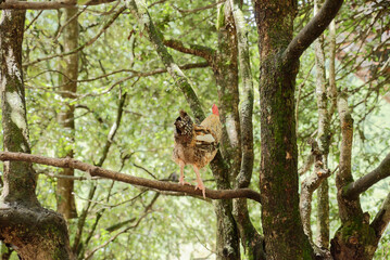 free range chicken on the branch