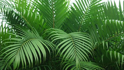 close up palm leaves 