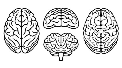 Vector Human Brain Line Art