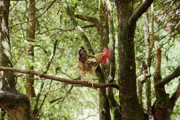 free range chicken on the branch