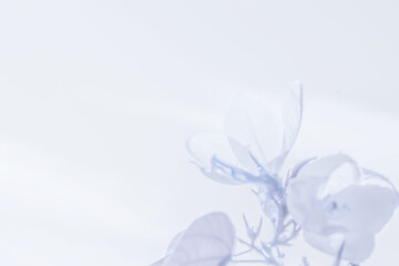 Closed-up blue flowers Phlox divaricata or woodland phlox. woodland phlox plant the garden with in the morning.