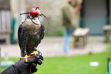 Peregrine Falcon wearing a red cap sits on a brown leather glove of its handler at a Falconry show...