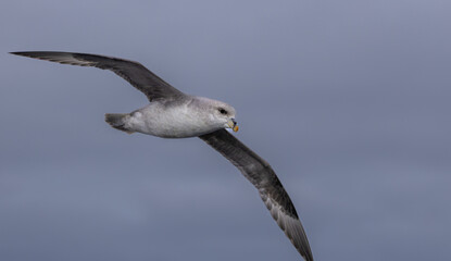 In flight Northern Fulmar (fulmarus glacialis) in Svalbard, Norway