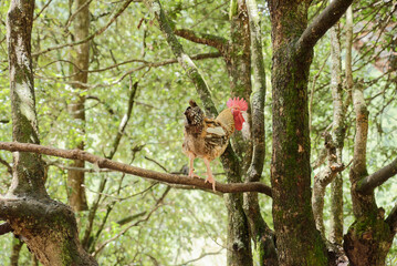 free range chicken on the branch