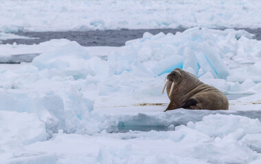 Walrus (odobenus rosmarus) in the pack ice in the arctic of Svalbard, Norway