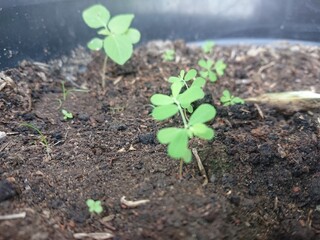 young plant in soil