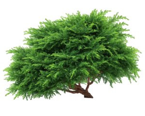 Green bush dense foliage isolated on transparency background natural shrub vibrant leaves outdoor plant lush greenery landscape element garden decoration fresh nature