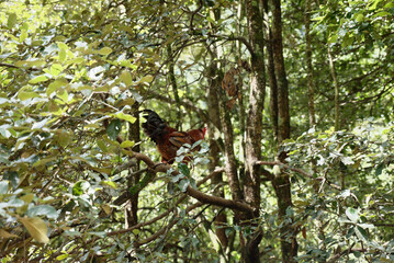 free range chicken on the branch