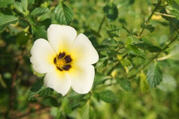 The garden's white flowers (Turnera subulata) are in bloom, adding to the beauty of the morning.