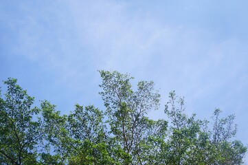 Fototapeta premium A bright blue sky with scattered white clouds over a line of lush green trees. Perspective is looking towards the sky. Capture a sunny day.