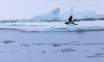 Flying Brunnichs Guillemot (uria lomvia) in front of iceberg, Svalbard, Norway