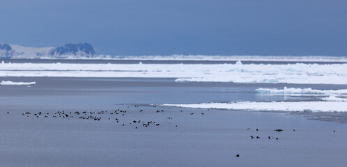 Flock of Brunnichs Guillemot (uria lomvia) swimming in front of pack ice, Svalbard, Norway