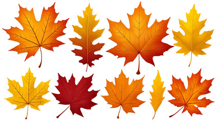 Colorful autumn leaves collection in flat vector illustration on light background, transparan background
