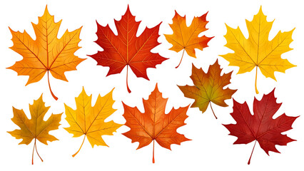 Colorful autumn leaves collection in flat vector illustration on light background, transparan background