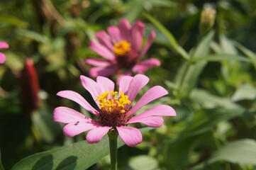 Obraz premium The graceful zinnia, also known as Zinnia elegans, is a flowering plant. The word 