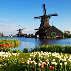 Dutch windmills by a canal with tulips