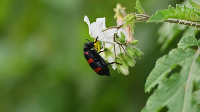 Hycleus polymorphus eating white flower. It &nbsp;is a species of&nbsp;Blister Beetles&nbsp;belonging to the family&nbsp;Meloidae&nbsp;subfamily&nbsp;Meloinae.  They eat all types of flowers.