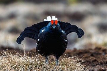 This image showcases a beautiful black grouse in full display, with its plumage puffed out. Great...