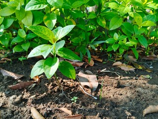 Fresh Green Seedling in Morning Sunlight on Fertile Soil