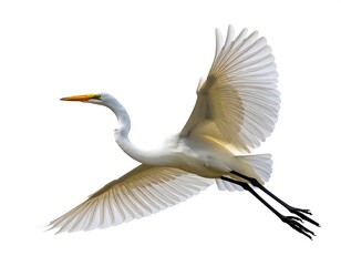 Egrets in flight, wings spread wide