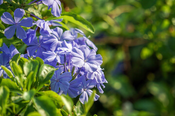 Closed-up blue flowers Phlox divaricata or woodland phlox. woodland phlox plant the garden with in the morning.