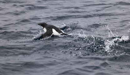 Fototapeta premium Brunnichs Guillemot (uria lomvia) starting in the water, Svalbard, Norway