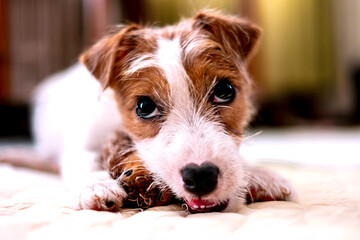 Close-Up Portrait of Jack Russell Terrier