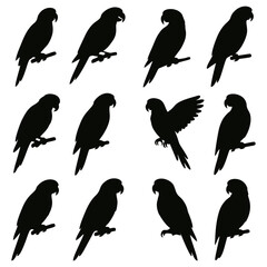 Silhouette illustrations of various parrot poses, perched and in flight.