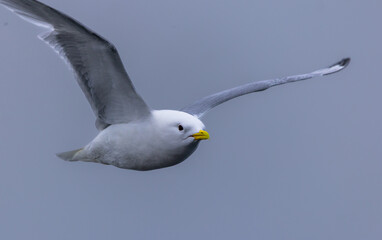 Black-Legged Kittiwake (rissa tridactyla) in flight in Svalbard, Norway  
