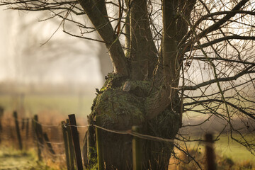 Little owl (Athene noctua) hiding in a willow tree in the morning light, Belgium
