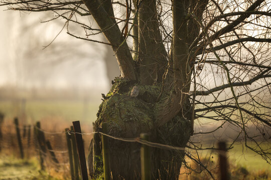 Little owl (Athene noctua) hiding in a willow tree in the morning light, Belgium
