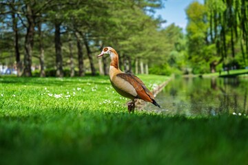 An elegant Egyptian Goose stands by a tranquil pond in a park, illuminated by sunlight. This image...
