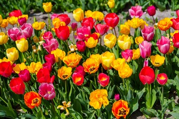 Experience the beauty of spring with a vibrant tulip display. A captivating mix of red, yellow,...