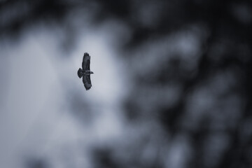 Common buzzard (Buteo buteo), foraging high in the sky, Belgium